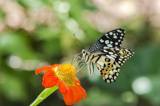 lime butterfly feeding on a flower