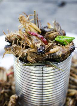 a tin of locust appetizers