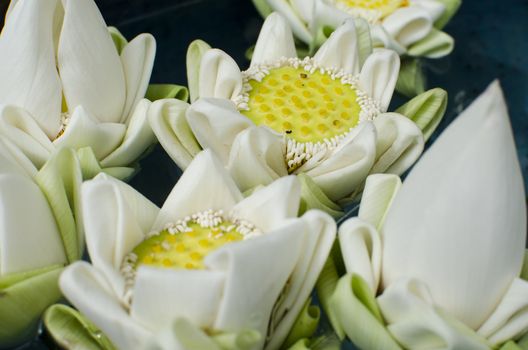 a pool of lotus flowers