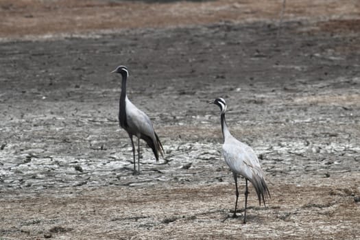 Two Demoiselle Cranes at the bottom of a dried-up pond
