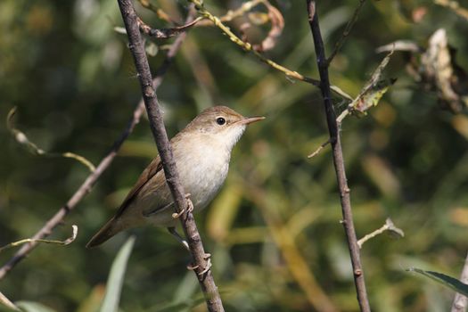 Songbird Flycatcher open mouth from the heat