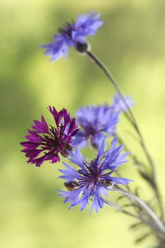 blue cornflowers on a green background
