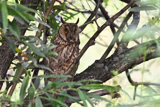 Long-eared Owl (Asio otus) hiding among the bushes