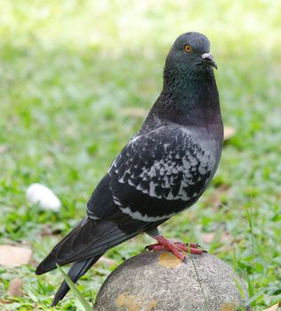 pigeon