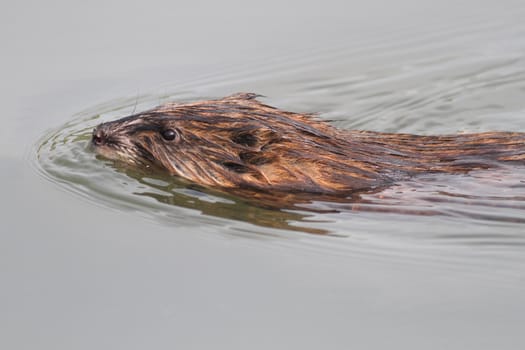 The muskrat floating in water
