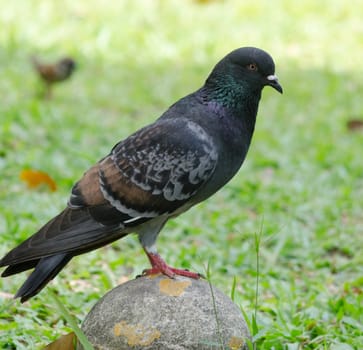 pigeon