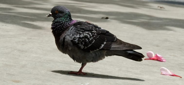 pigeon