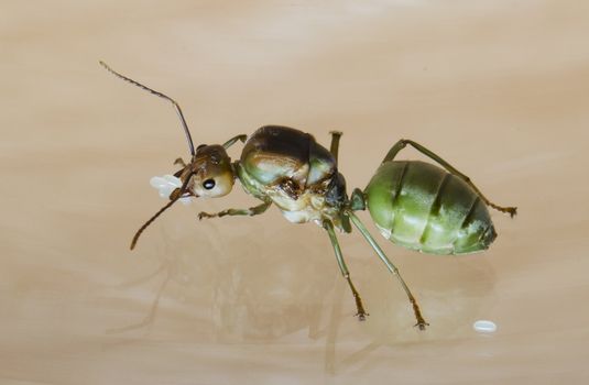 a queen ant guarding her eggs