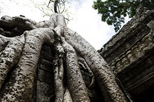 The ancient ta phrom made famous by the trees and tomb raider