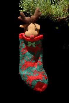 holy sock hanging from fir tree Christmas, black background