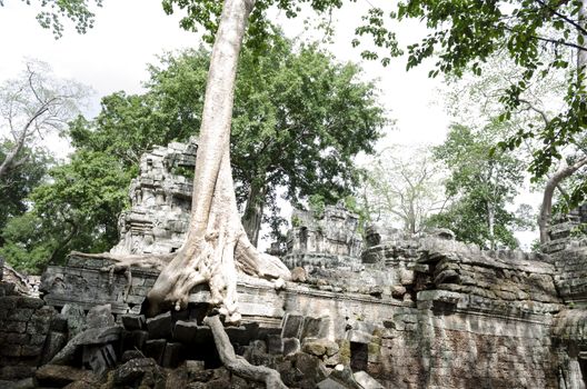 The ancient ta phrom made famous by the trees and tomb raider