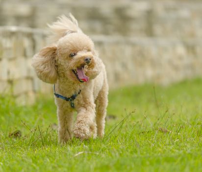 a poodle strolling 