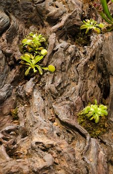 a few venus fly traps on a log