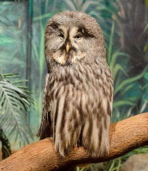 an owl on a branch