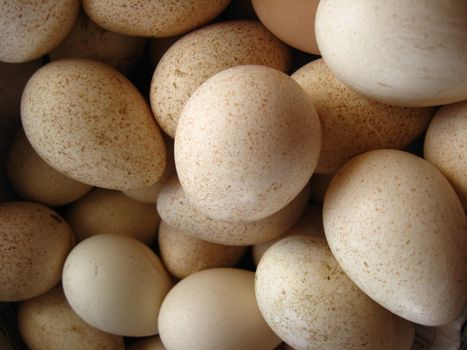 The image of many tasty eggs of the turkey