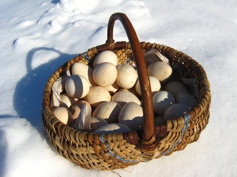 Basket with eggs of the turkeystanding on a snow