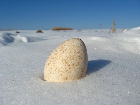 Landscape with egg of turkey on the snow