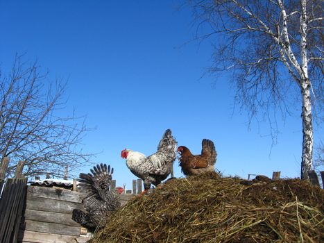 Hens walk on a court yard on a background of the blue sky