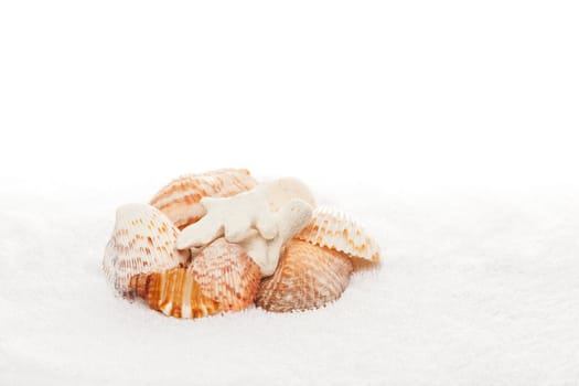 Sea Shells and Coral on White Towel Background with Copy Space