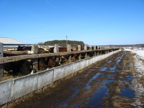 Cows on the cattle-breeding farm in the spring