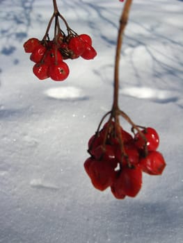 bunches of red guelder-rose on a bush on a background of a snow