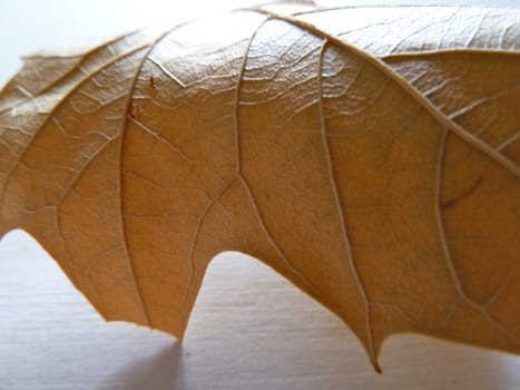 veins on a brown leaf