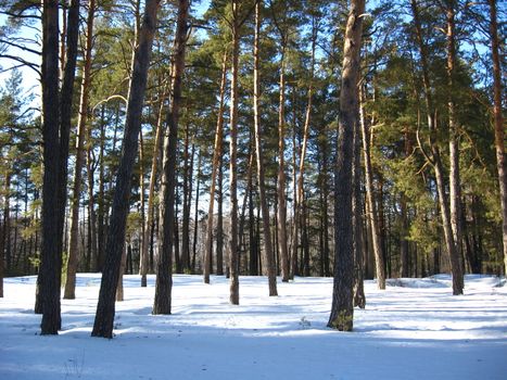 Winter landscape in a wood with pines and snowdrifts