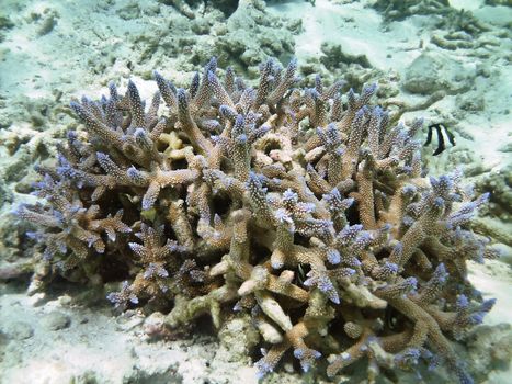 Tropical fish kingdom - coral reef in the maldivian sea