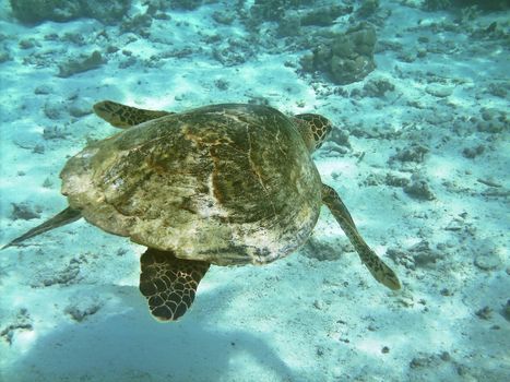 Sea turtle is swimming over a coral reef with various fish