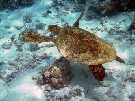 Sea turtle is swimming over a coral reef with various fish