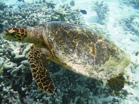 Sea turtle is swimming over a coral reef with various fish