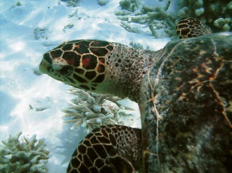 Sea turtle is swimming over a coral reef with various fish