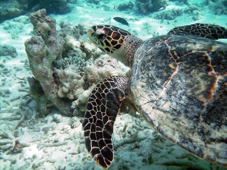 Sea turtle is swimming over a coral reef with various fish