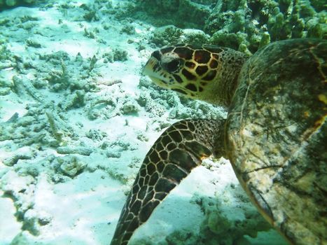 Sea turtle is swimming over a coral reef with various fish