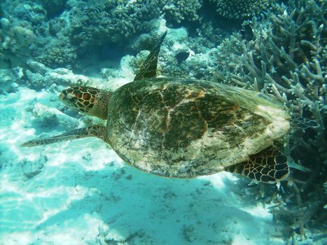 Sea turtle is swimming over a coral reef with various fish