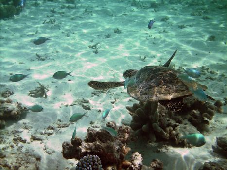 Sea turtle is swimming over a coral reef with various fish