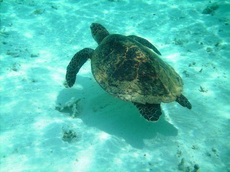 Sea turtle is swimming over a coral reef 