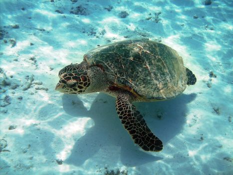 Sea turtle is swimming over a coral reef with various fish