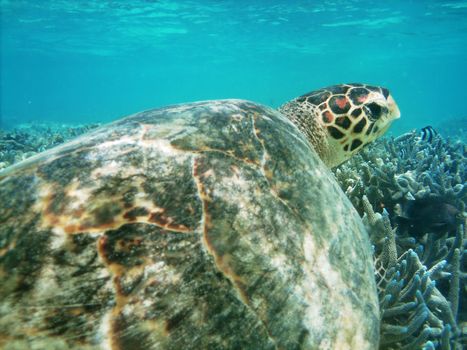 Sea turtle is swimming over a coral reef with various fish