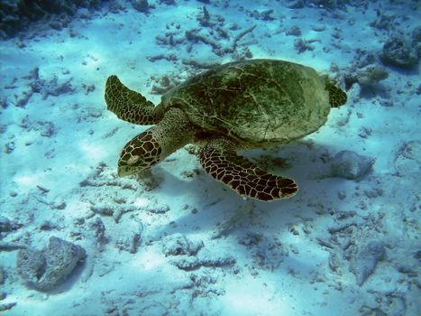 Sea turtle is swimming over a coral reef with various fish