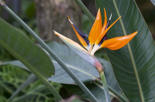 strelizia flower in tropical garden