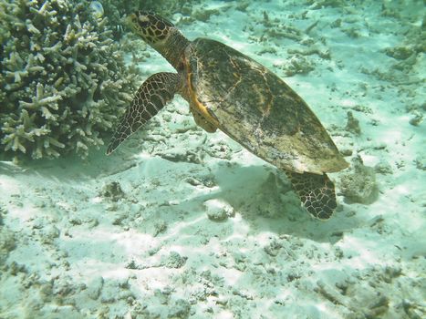 Sea turtle is swimming over a coral reef with various fish