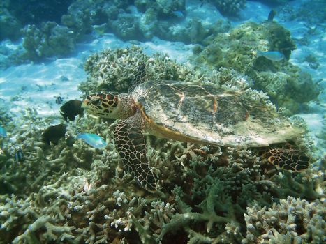 Sea turtle is swimming over a coral reef with various fish