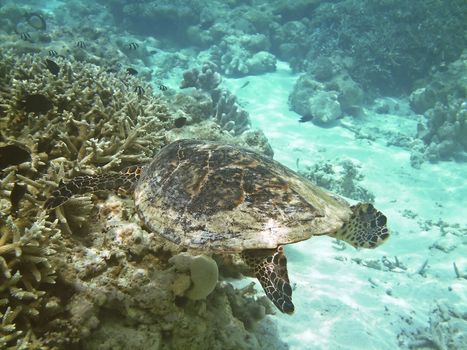 Sea turtle is swimming over a coral reef with various fish