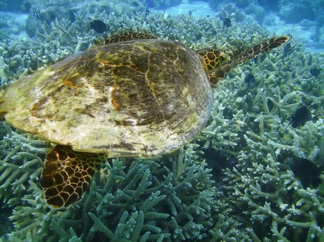 Sea turtle is swimming over a coral reef with various fish