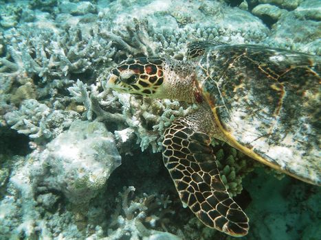 Sea turtle is swimming over a coral reef with various fish