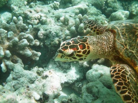 Sea turtle is swimming over a coral reef with various fish