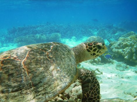 Sea turtle is swimming over a coral reef with various fish