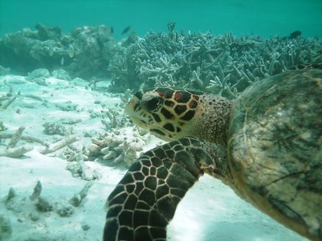 Sea turtle is swimming over a coral reef with various fish