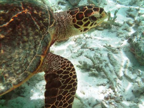 Sea turtle is swimming over a coral reef with various fish